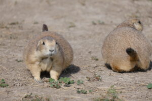 Read more about the article Badlands National Park